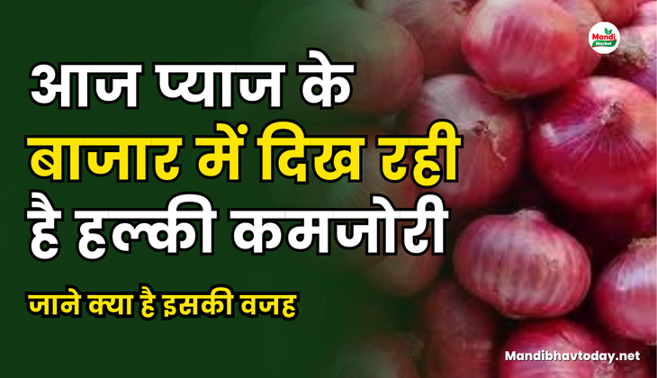 प्याज के भाव 