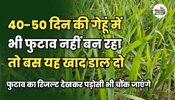 अगर 40 दिन की गेहूं में भी फुटाव नहीं हो रहा है तो बस यह काम कर लो