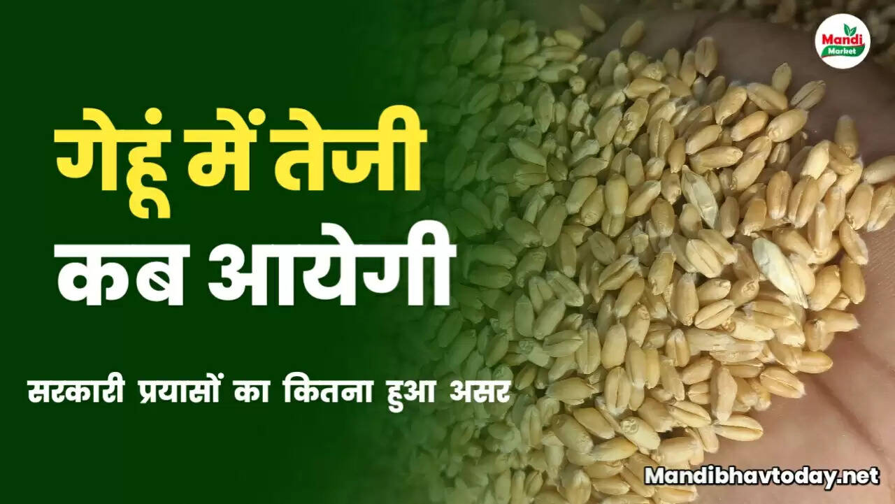 गेहूं में तेजी