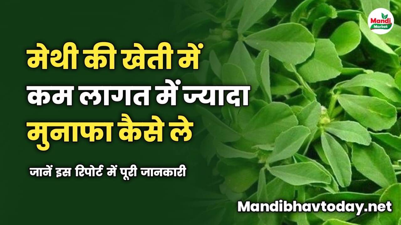 मेथी की खेती में कम लागत में ज्यादा मुनाफा कैसे लें | जानें इस रिपोर्ट में