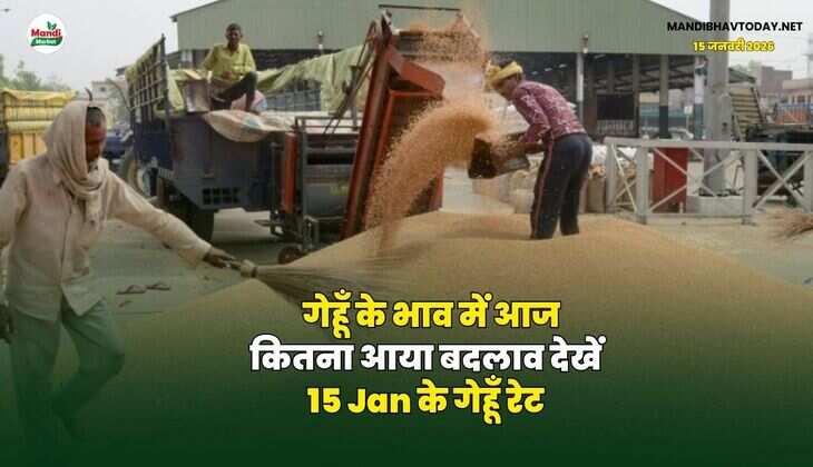 गेहूँ के भाव में आज कितना आया बदलाव | देखें 15 Jan के गेहूँ रेट