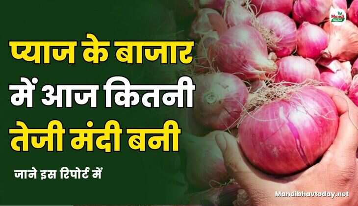 प्याज के बाजार में आज कितनी तेजी मंदी बनी | जाने इस रिपोर्ट में
