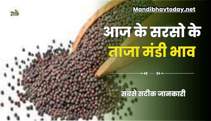 Sarso Live Rate Today 08 july 2023 