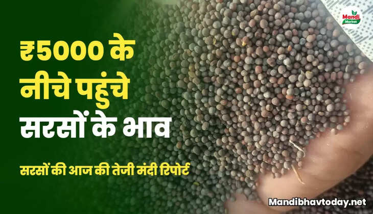 sarso teji mandi report