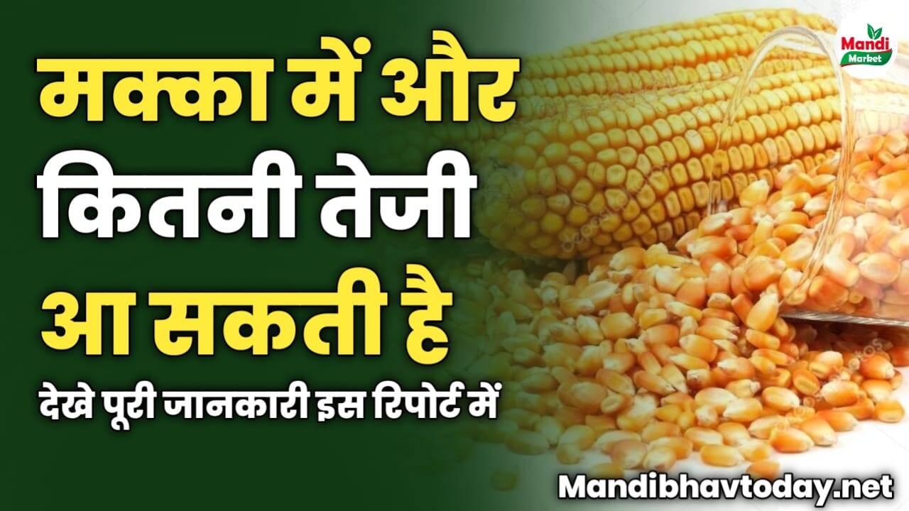 मक्का में और कितनी तेजी आ सकती है | देखे पूरी जानकारी इस रिपोर्ट में