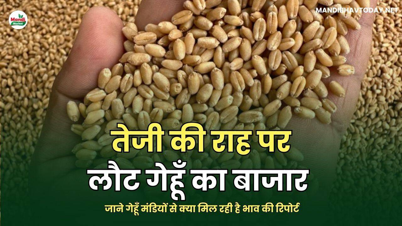 जाने गेहूँ मंडियों से क्या मिल रही है भाव की रिपोर्ट