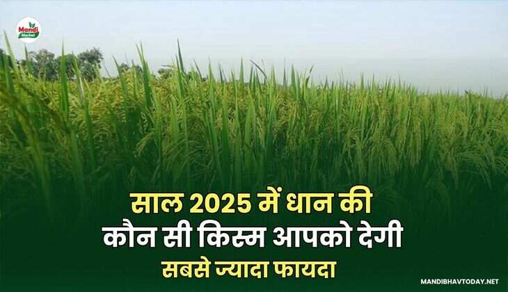 साल 2025 में धान की कौन सी किस्म आपको देगी सबसे ज्यादा फायदामंडी