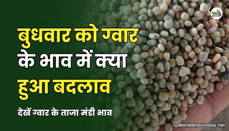 ग्वार IMAGE