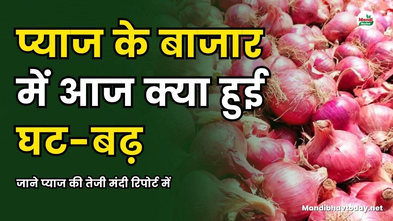 प्याज के बाजार में आज क्या हुई घट बढ़ जाने प्याज की तेजी मंदी रिपोर्ट में