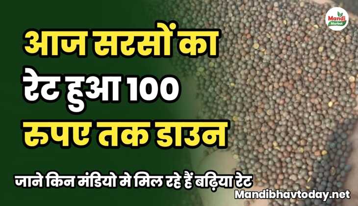 आज सरसों का रेट हुआ 100 रुपए तक डाउन | जाने किन मंडियो मे मिल रहे हैं बढ़िया रेट