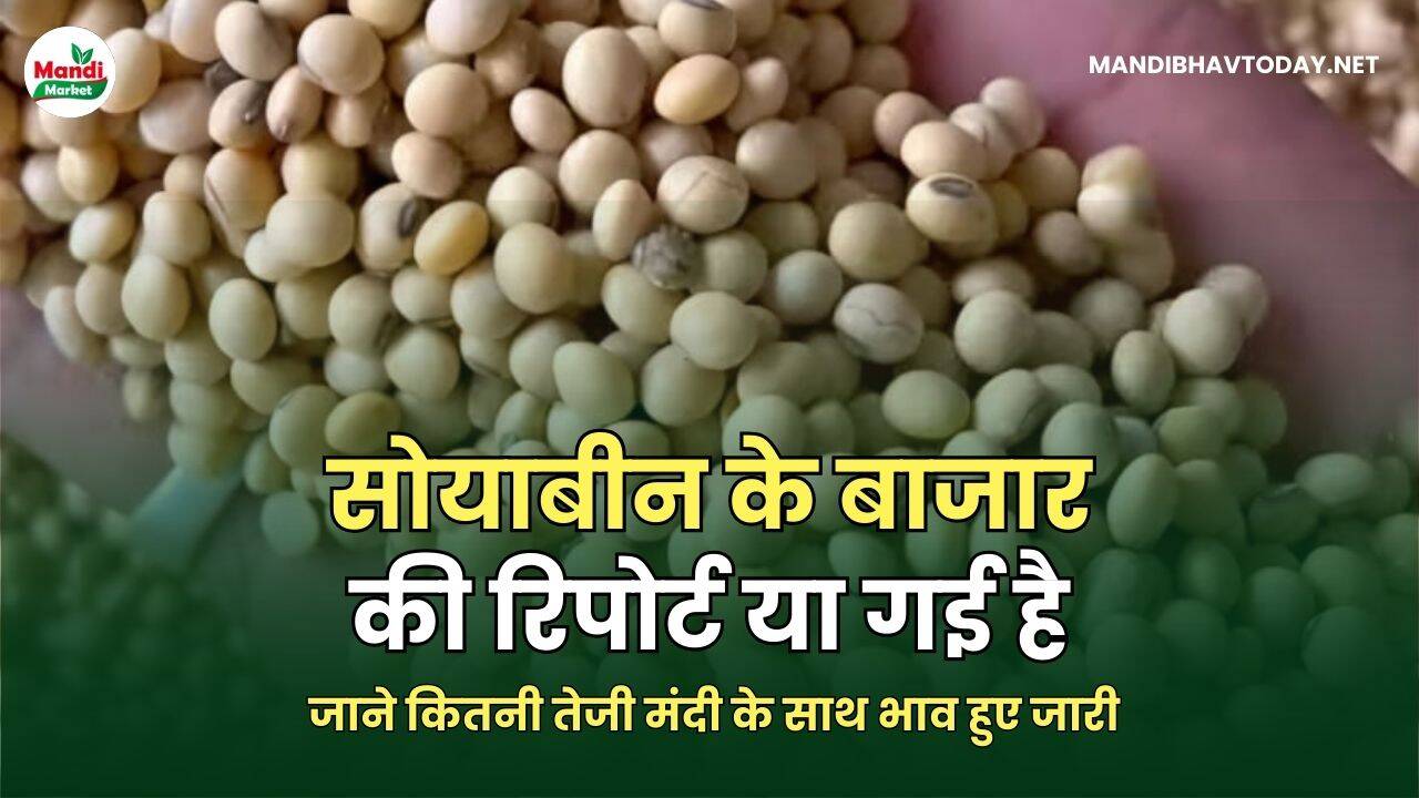 सोयाबीन के बाजार की रिपोर्ट या गई है | जाने कितनी तेजी मंदी के साथ भाव हुए जारी