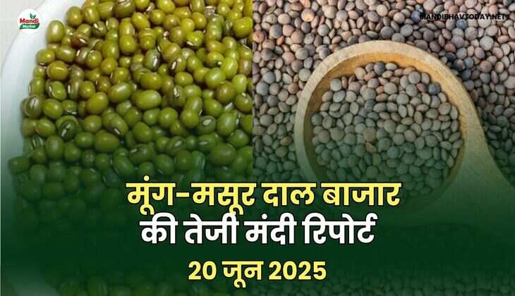 मूंग-मसूर तेजी मंदी रिपोर्ट -20 जून 2025
