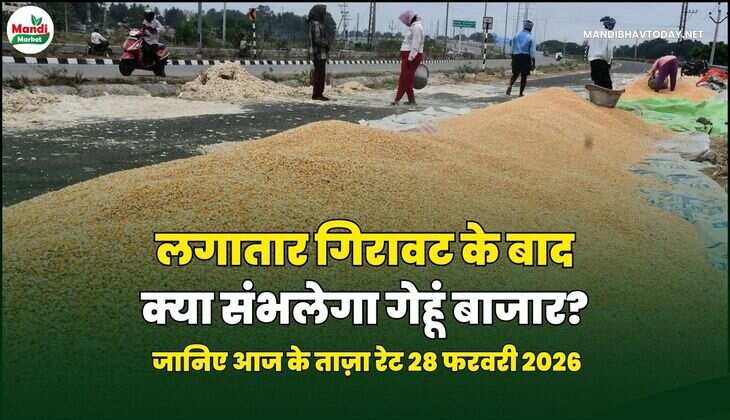 लगातार गिरावट के बाद क्या संभलेगा गेहूं बाजार? | जानिए आज के ताज़ा रेट 28 फरवरी 2026