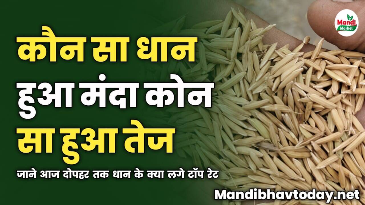 कौन सा धान हुआ मंदा कोन सा हुआ तेज | जाने आज दोपहर तक धान के क्या लगे टॉप रेट