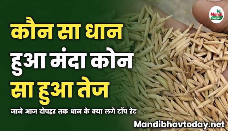 कौन सा धान हुआ मंदा कोन सा हुआ तेज | जाने आज दोपहर तक धान के क्या लगे टॉप रेट