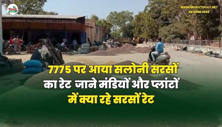 7775 पर आया सलोनी सरसों का रेट | जाने मंडियों और प्लांटों में क्या रहे सरसों रेट