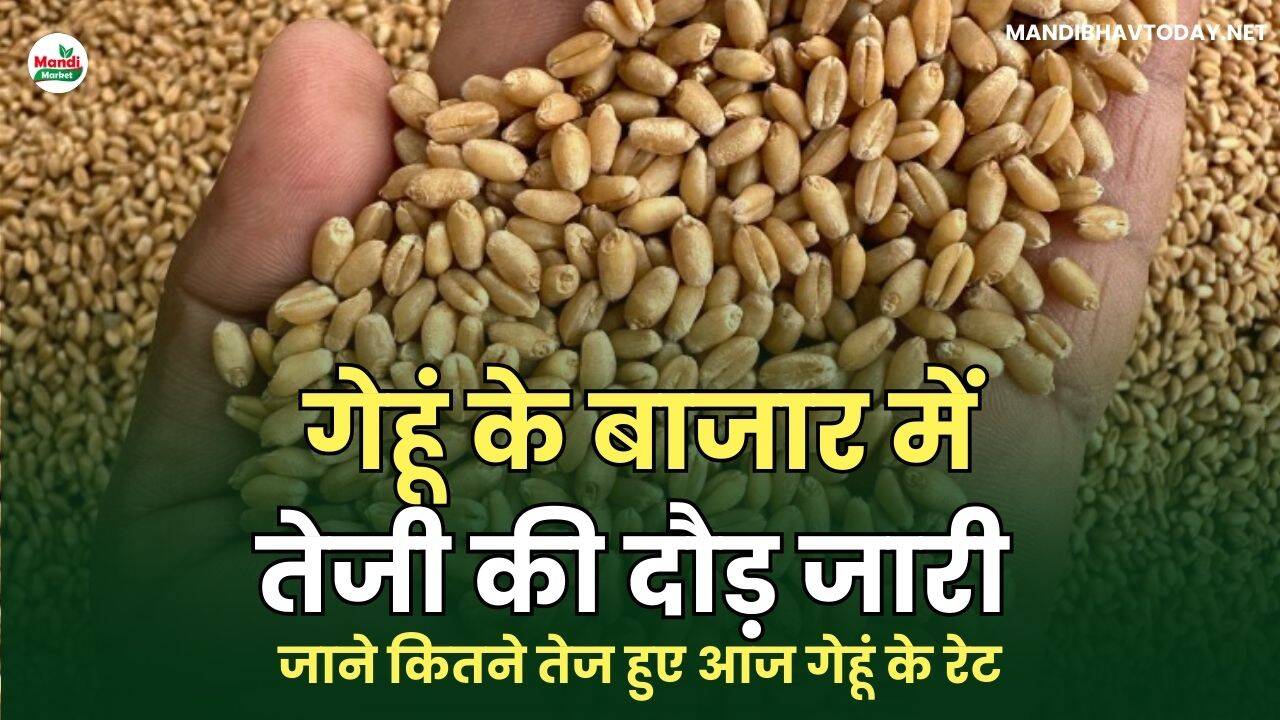गेहूं के बाजार में तेजी की दौड़ जारी | जाने कितने तेज हुए आज गेहूं के रेट