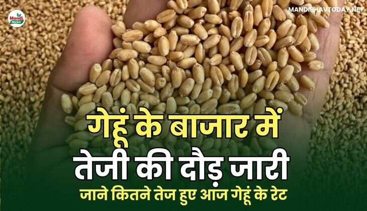 गेहूं के बाजार में तेजी की दौड़ जारी | जाने कितने तेज हुए आज गेहूं के रेट