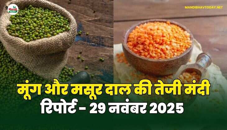 मूंग मसूर दाल की तेजी मंदी रिपोर्ट - 29 नवंबर 2025