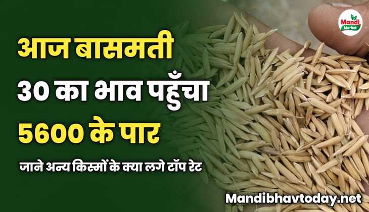 आज बासमती 30 का भाव पहुँचा 5600 के पार | जाने अन्य किस्मों के क्या लगे टॉप रेट