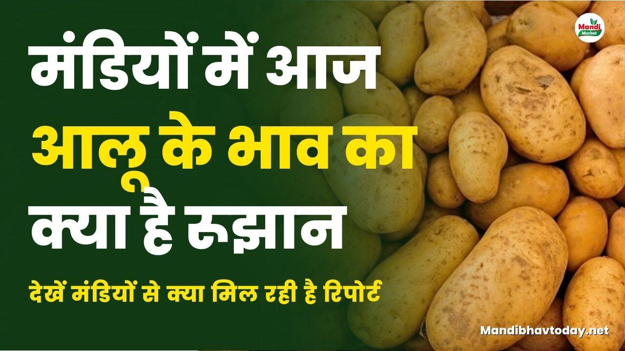 मंडियों में आज आलू के भाव का क्या है रूझान | देखें मंडियों से क्या मिल रही है रिपोर्ट