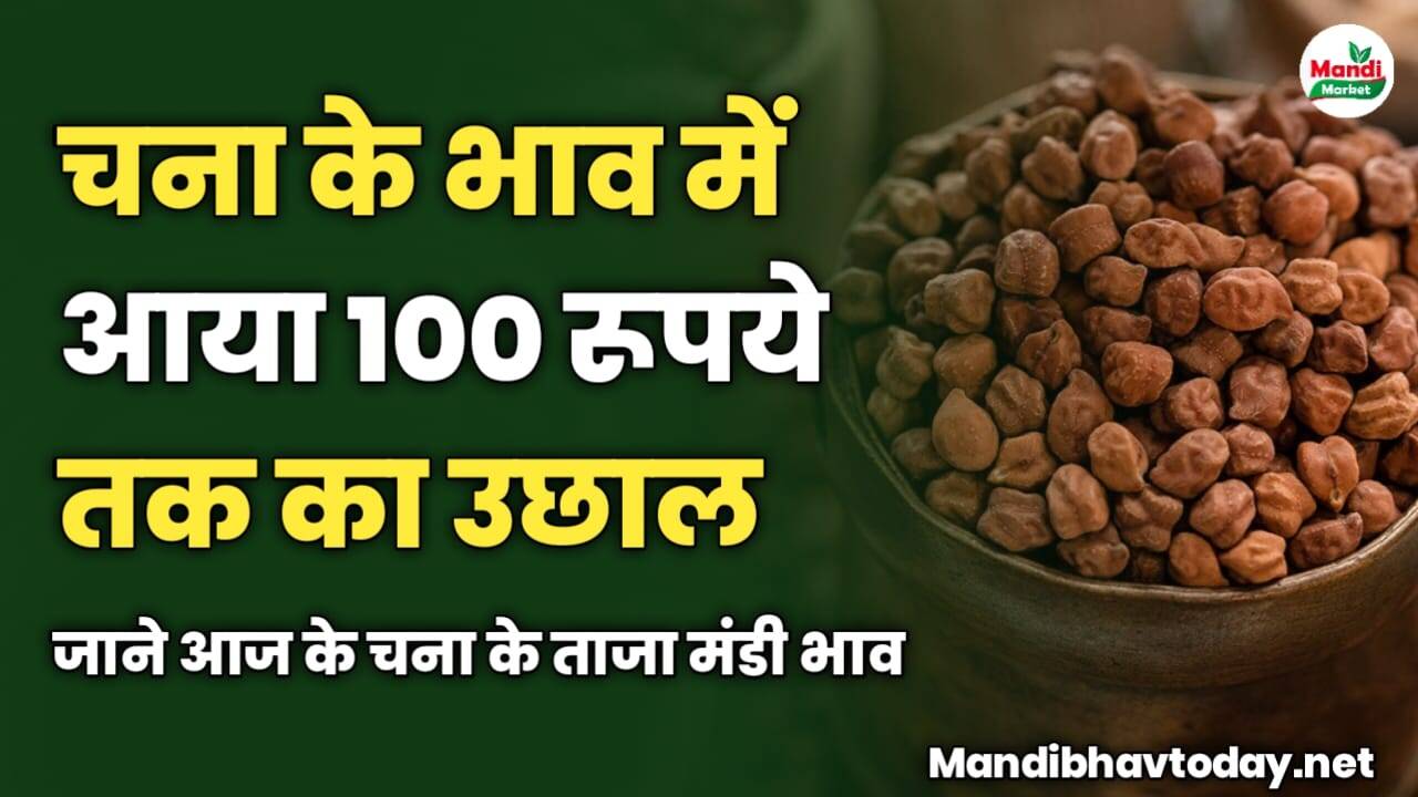 चना के भाव में आया 100 रूपये तक का उछाल | जाने आज के चना के ताजा मंडी भाव