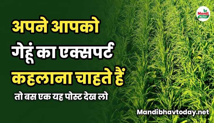 अपने आपको गेहूं का एक्सपर्ट कहलाना चाहते हैं | तो बस एक यह पोस्ट देख लो