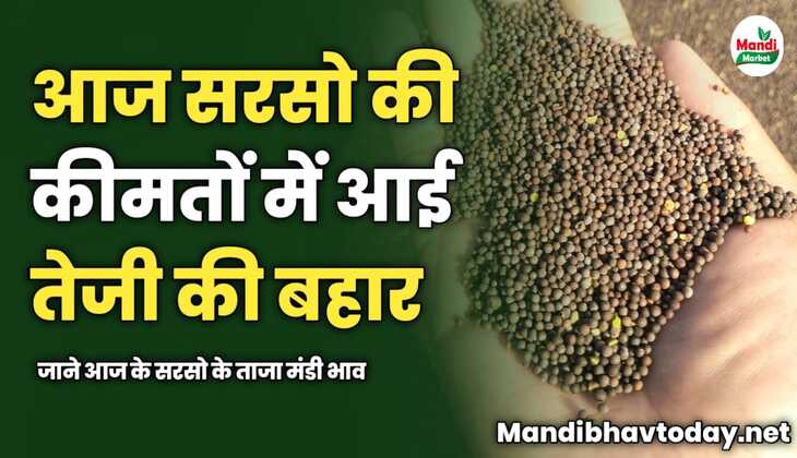 आज सरसो की कीमतों में आई तेजी की बहार | जाने आज के सरसो के ताजा मंडी भाव 