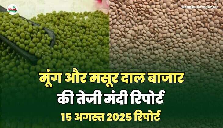 मसूर और मूंग  दाल की तेजी मंदी रिपोर्ट -15 अगस्त 2025