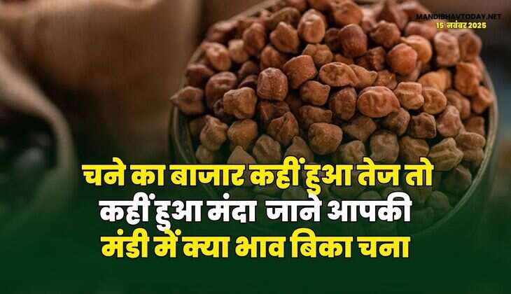 चने का बाजार कहीं हुआ तेज तो कहीं हुआ मंदा | जाने आपकी मंडी में क्या भाव बिका चना