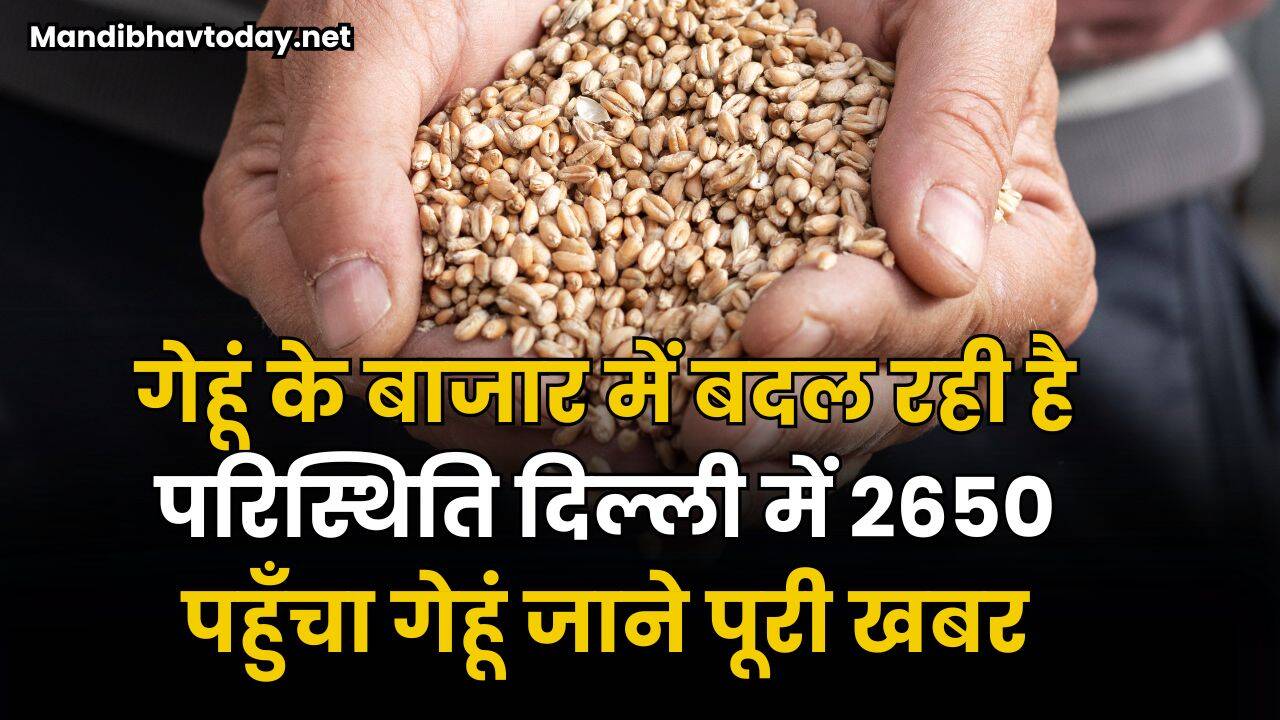 गेहूं के बाजार में बदल रही है परिस्थिति | दिल्ली में 2650 पहुँचा गेहूं | जाने पूरी खबर