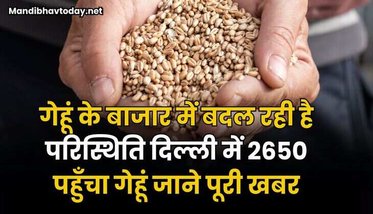 गेहूं के बाजार में बदल रही है परिस्थिति | दिल्ली में 2650 पहुँचा गेहूं | जाने पूरी खबर