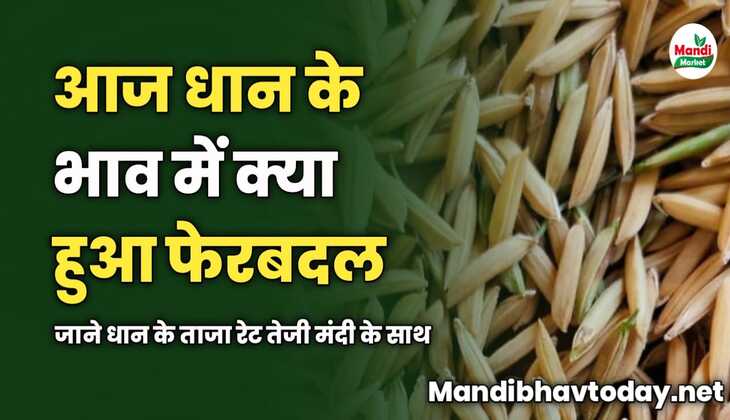 आज धान के भाव में क्या हुआ फेरबदल | जाने धान के ताजा रेट तेजी मंदी के साथ