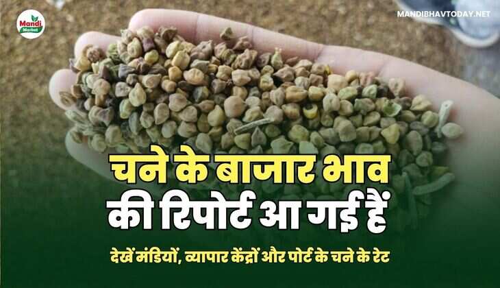 चने के बाजार भाव की रिपोर्ट आ गई हैं | देखें मंडियों, व्यापार केंद्रों और पोर्ट&nbsp;के&nbsp;चने&nbsp;के&nbsp;रेट