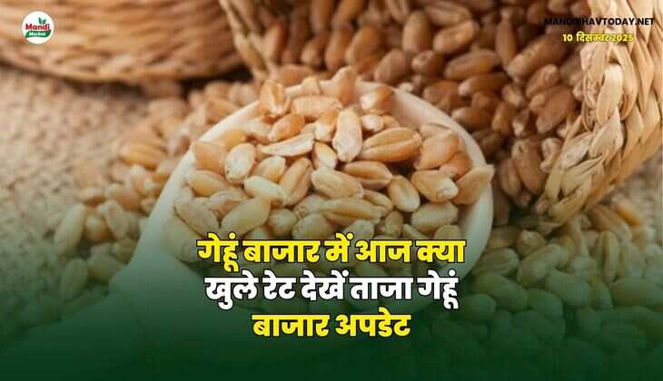 गेहूं बाजार में आज क्या खुले रेट | देखें ताजा गेहूं बाजार अपडेट