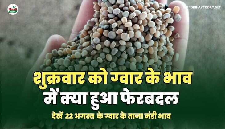  शुक्रवार को ग्वार के भाव में क्या हुआ फेरबदल | देखें 22 अगस्त 25 ग्वार के ताजा मंडी भाव तेजी मंदी के साथ