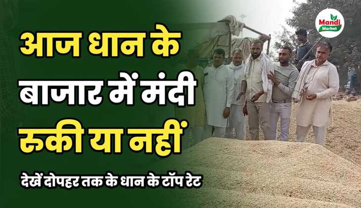 धान के बाजार में मंदी रुकी या नहीं | देखें दोपहर तक के बासमती धान के टॉप रेट
