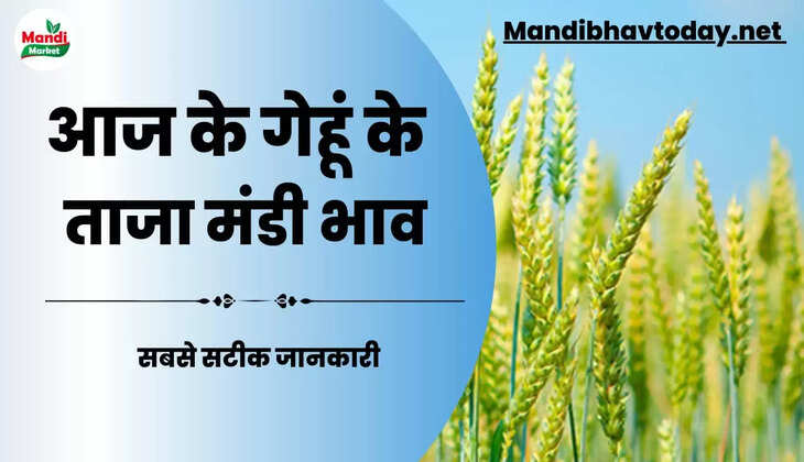 सरकारी आदेश के बाद गेहूं के भाव में क्या हुई घट बढ़ | wheat kanak gehu Live Rate Today 18 july 2023 