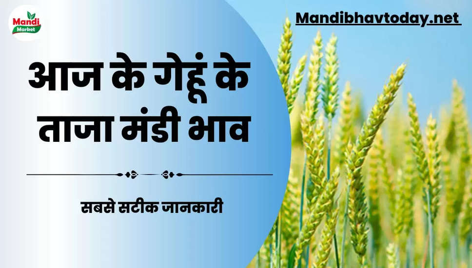देखे आज के गेहूं/कनक के लाइव रेट wheat kanak gehu Live Rate Today 13 april 2023  