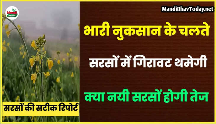 sarso teji mandi report