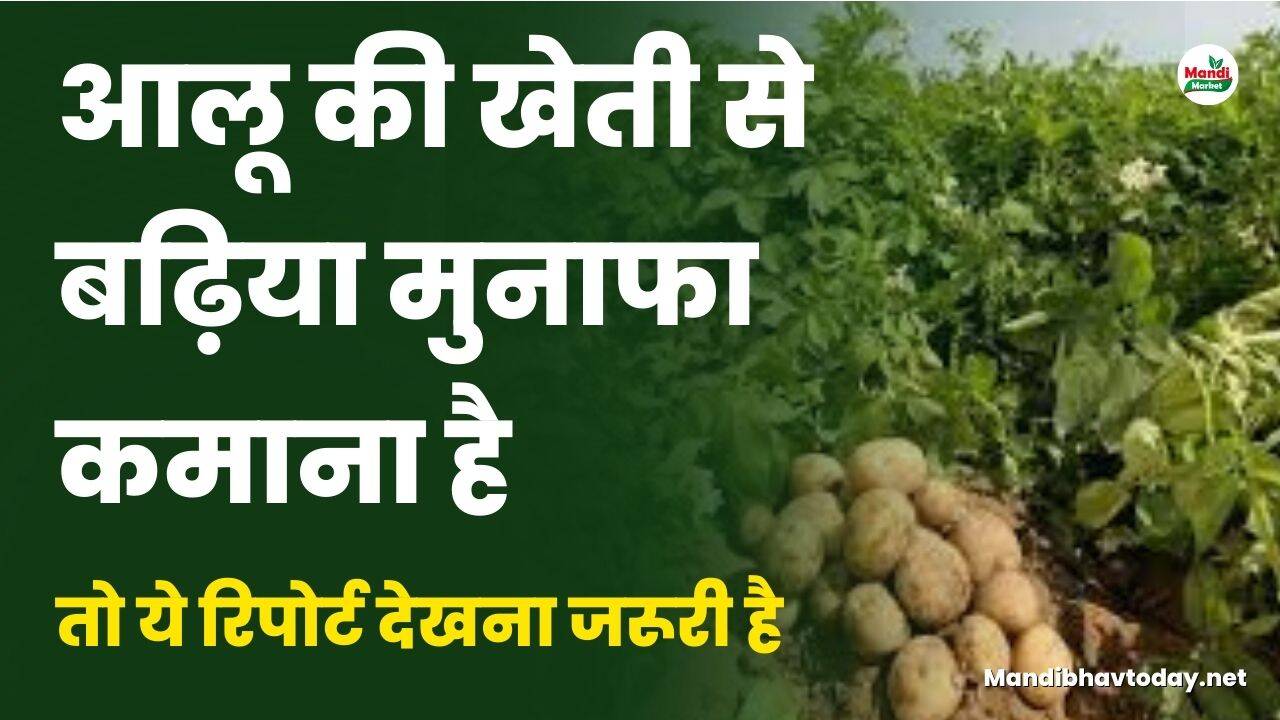 आलू की खेती से बढ़िया मुनाफा कमाना है तो ये रिपोर्ट देखना जरूरी है