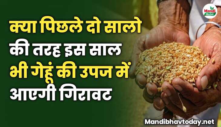 क्या पिछले दो सालो की तरह इस साल भी गेहूं की उपज में आएगी गिरावट | जानें क्या हो सकती है इसकी वजह