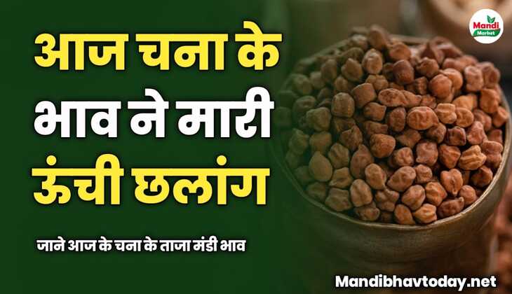 चना के भाव ने मारी ऊंची छलांग | काबुली चना 300 और देशी चना 100 रुपए तेज 