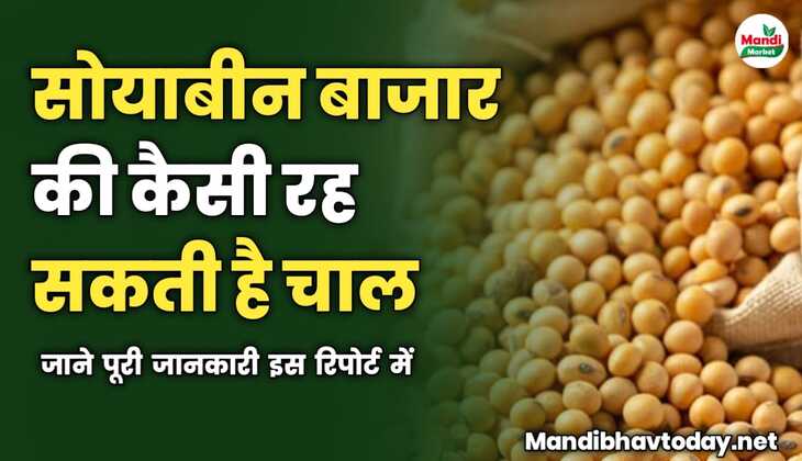 सोयाबीन बाजार की कैसी रह सकती है चाल | जाने पूरी जानकारी इस रिपोर्ट में 
