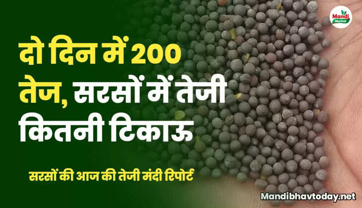 mustard teji mandi report