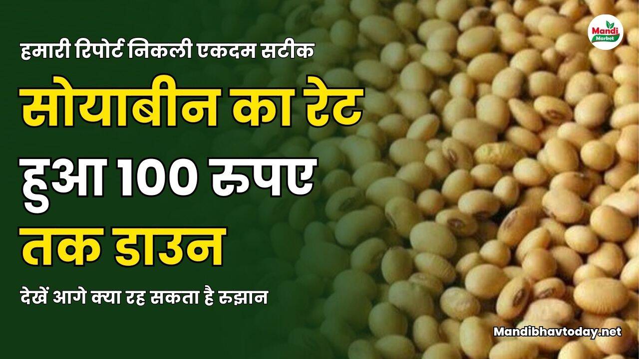 हमारी रिपोर्ट निकली एकदम सटीक | सोयाबीन का रेट हुआ 100 रुपए तक डाउन | देखें आगे क्या रह सकता है रुझान
