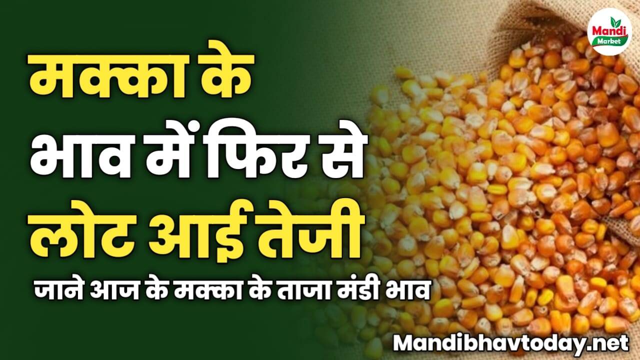 मक्का के भाव में फिर से लोट आई तेजी | जाने आज के मक्का के ताजा मंडी भाव