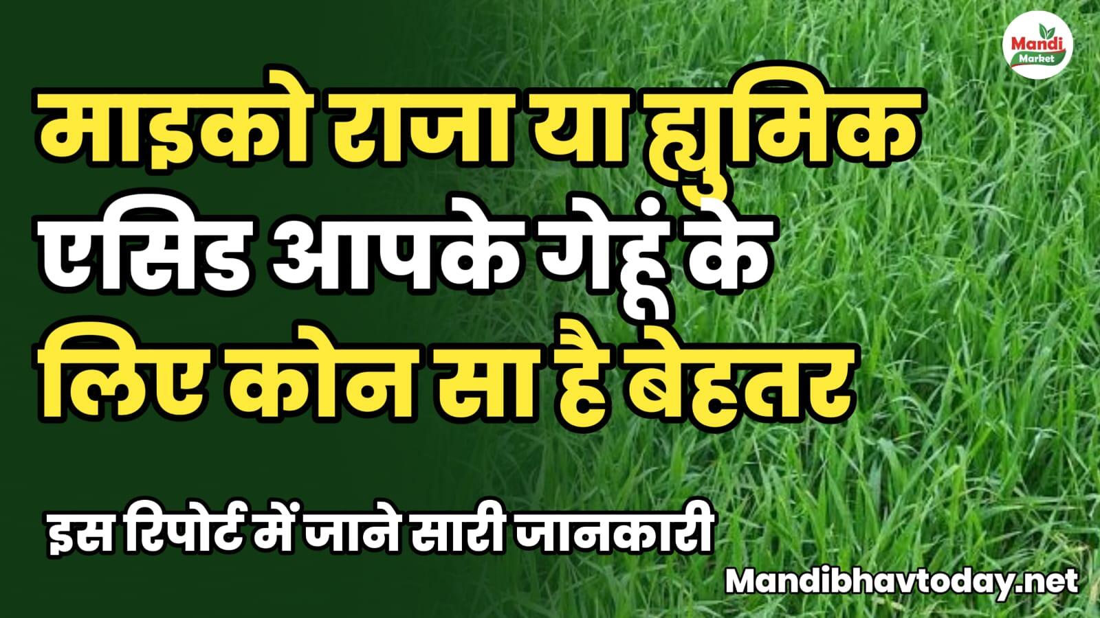 माइको राजा या ह्युमिक एसिड | आपके गेहूं के लिए कोन सा है बेहतर | इस रिपोर्ट में जाने