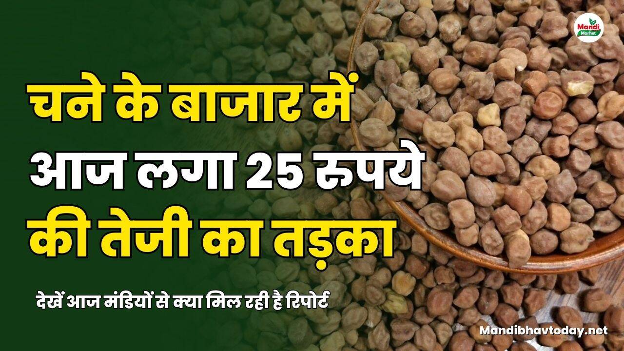 चने के बाजार में आज लगा 25 रुपये की तेजी का तड़का | देखें आज मंडियों से क्या मिल रही है रिपोर्ट 
