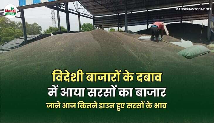 जाने आज कितने डाउन हुए सरसों के भाव